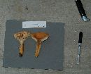 Lactarius volemus image